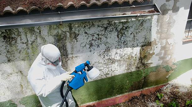 Top rated local Crawl Space Mold Remediation specialists in Centreville, MI